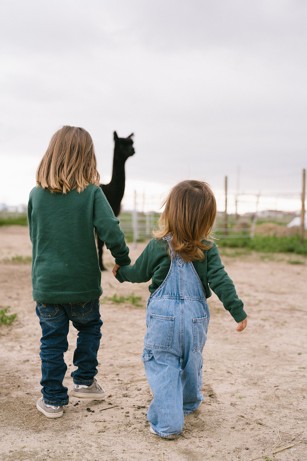 Meninos com alpacas