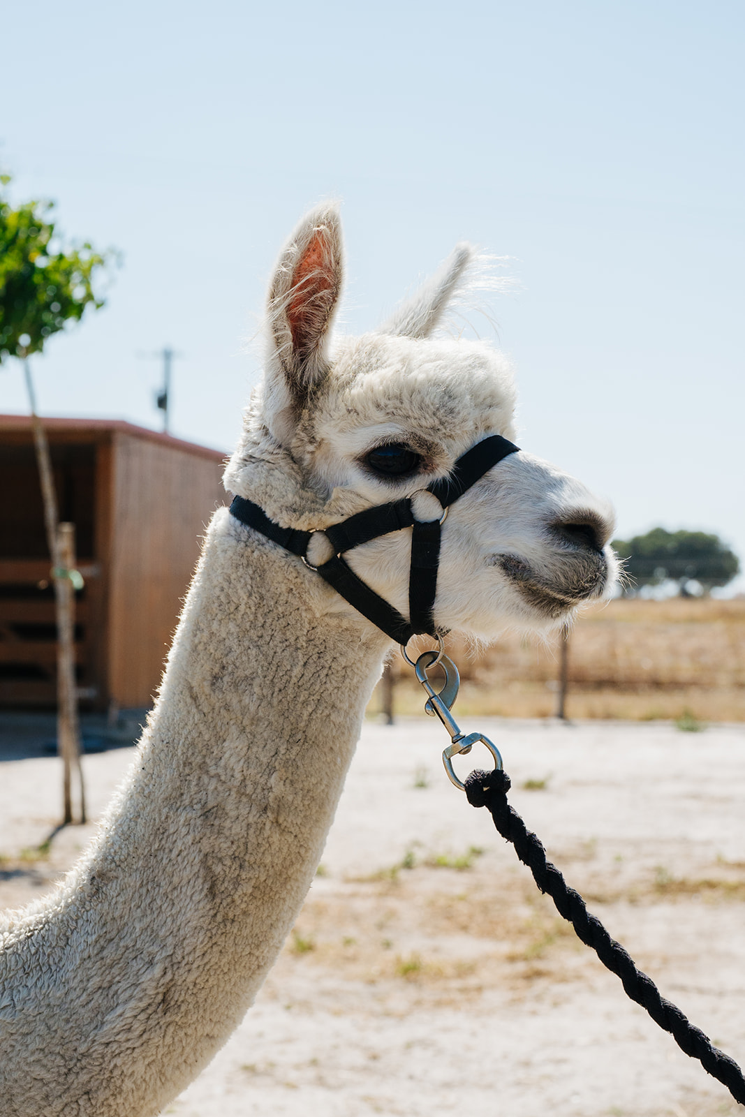 George the Alpaca