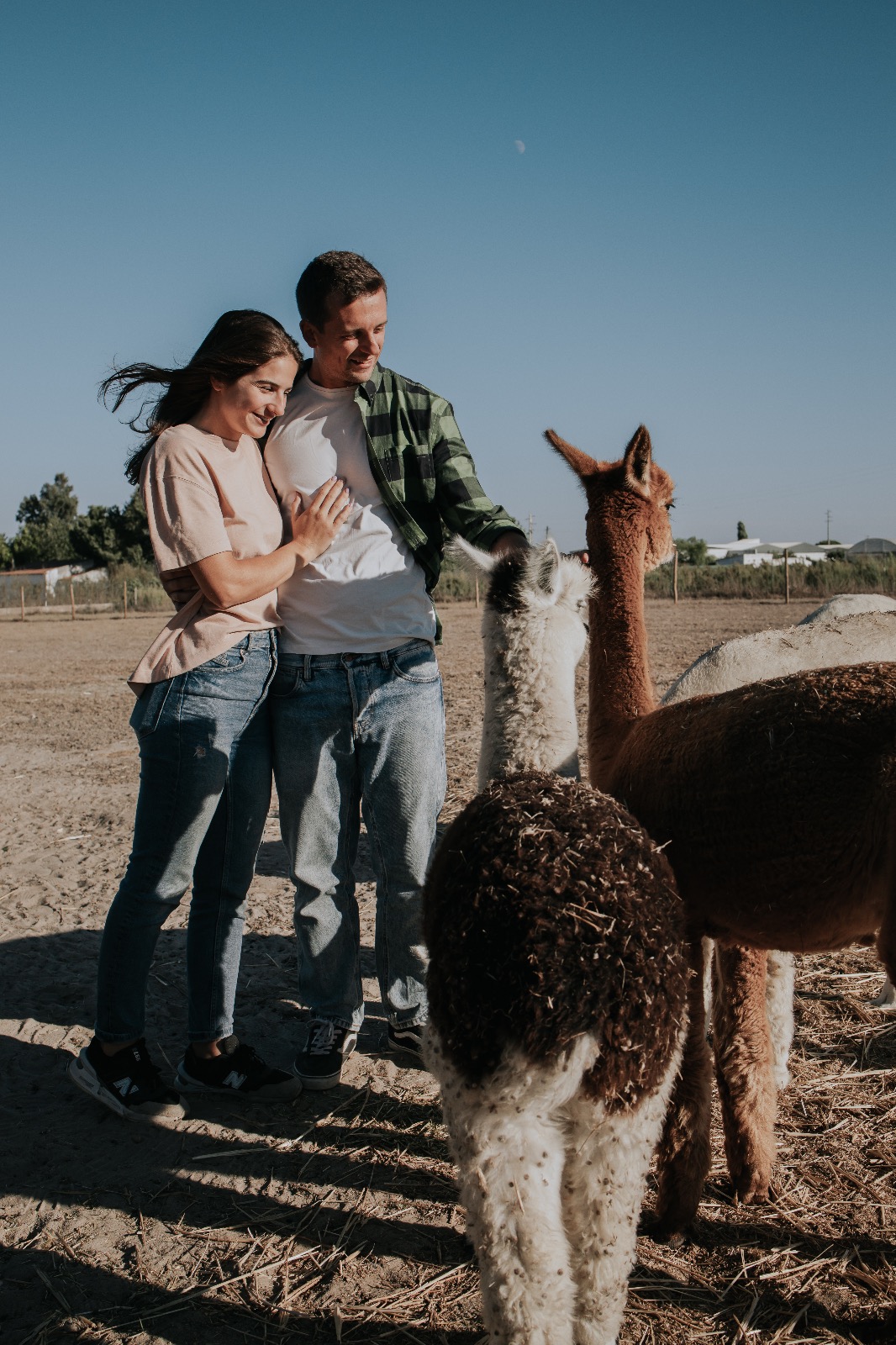 Casal a dar de comer as alpacas