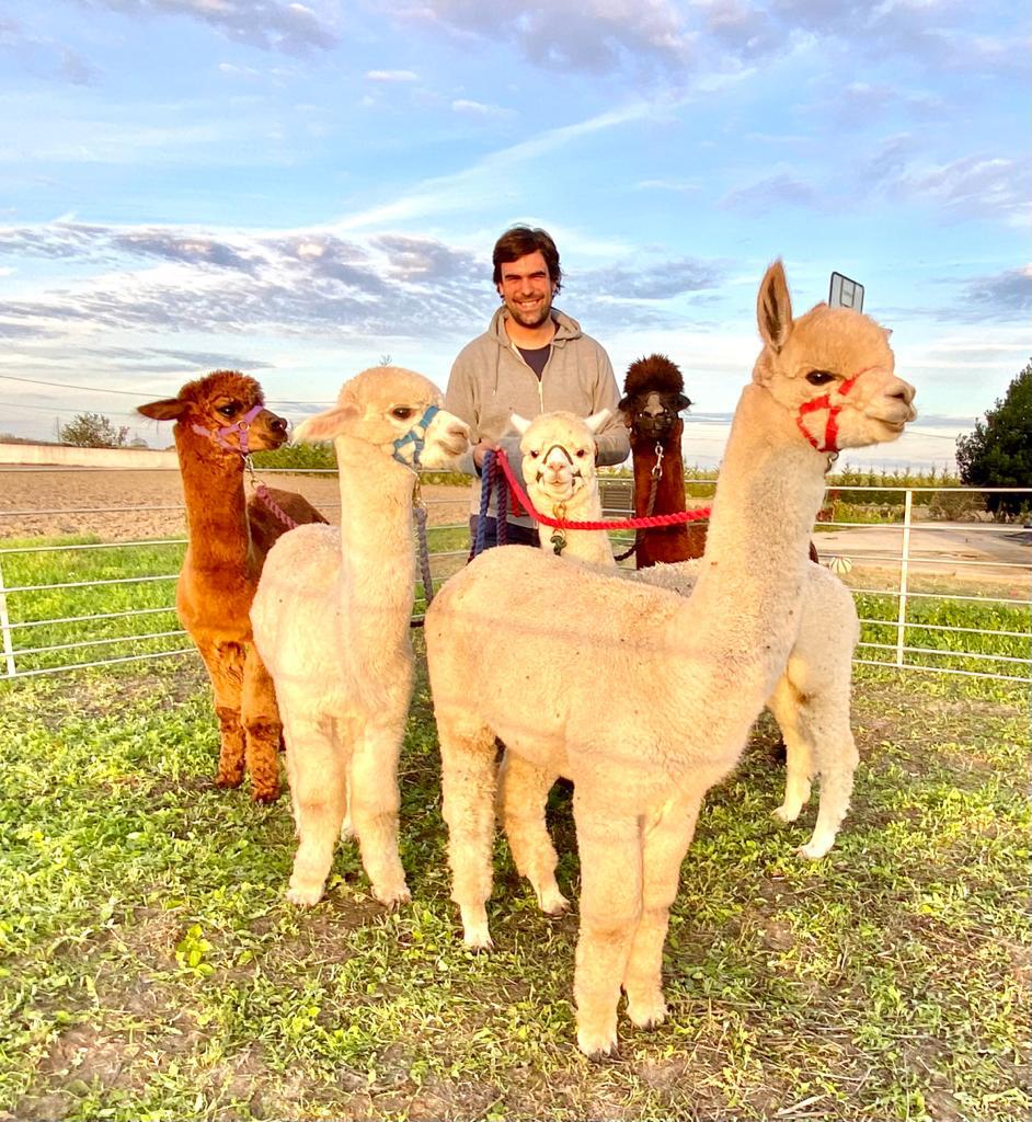 Francisco e as alpacas macho